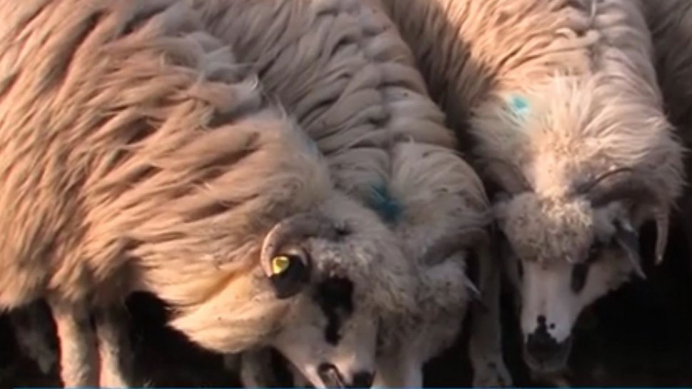 O nouă epidemie mortală loveşte fermele din România. Boala oii nebune decimează turmele din ţară