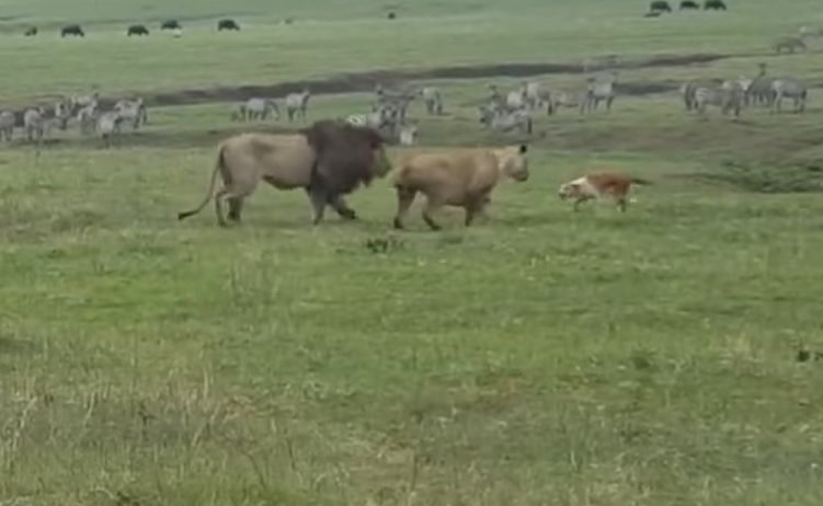 I se spune "câinele lui Chuck Norris" Se ia la bătaie cu doi lei, iar apoi pleacă liniștit - VIDEO 