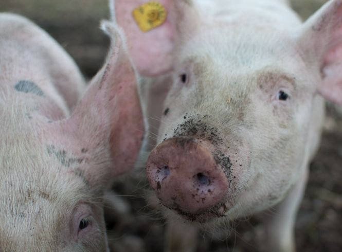 ANSVSA: Sunt 1.092 de focare de pestă porcină africană în 18 judeţe din România