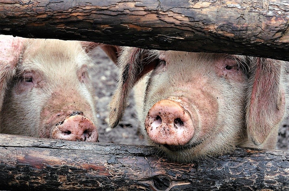 Un zvon fals despre pesta porcină i-a făcut pe locuitorii unui sat din Galați să-și taie toți porcii într-o noapte