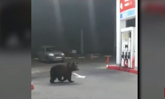 Urși surprinși într-o benzinărie din Sinaia