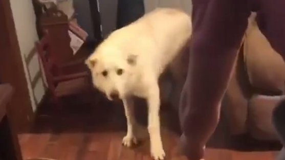 Nu și-a mai văzut stăpânul de patru luni. Reacția câinelui a devenit virală. Nimeni nu se aștepta la asta din partea lui (VIDEO)