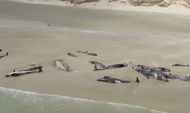 Zeci de balene moarte au fost descoperite pe o plajă din Noua Zeelandă