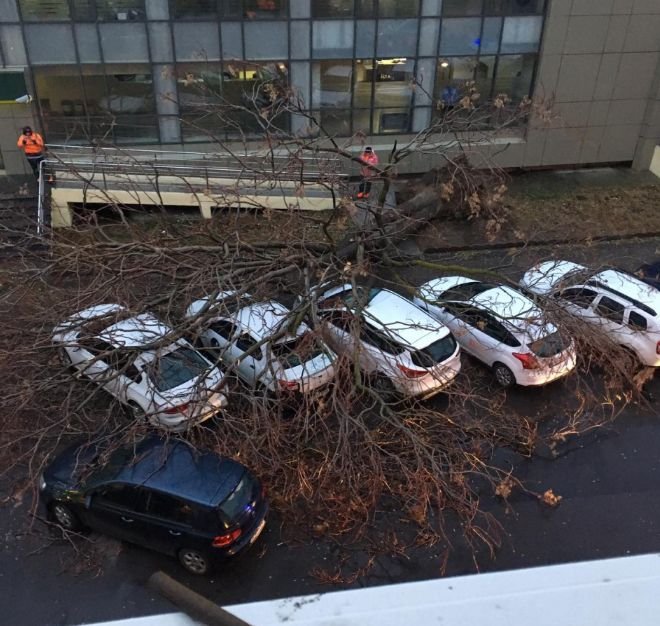 Copac căzut peste șase mașini în Constanța, din cauza viscolului 