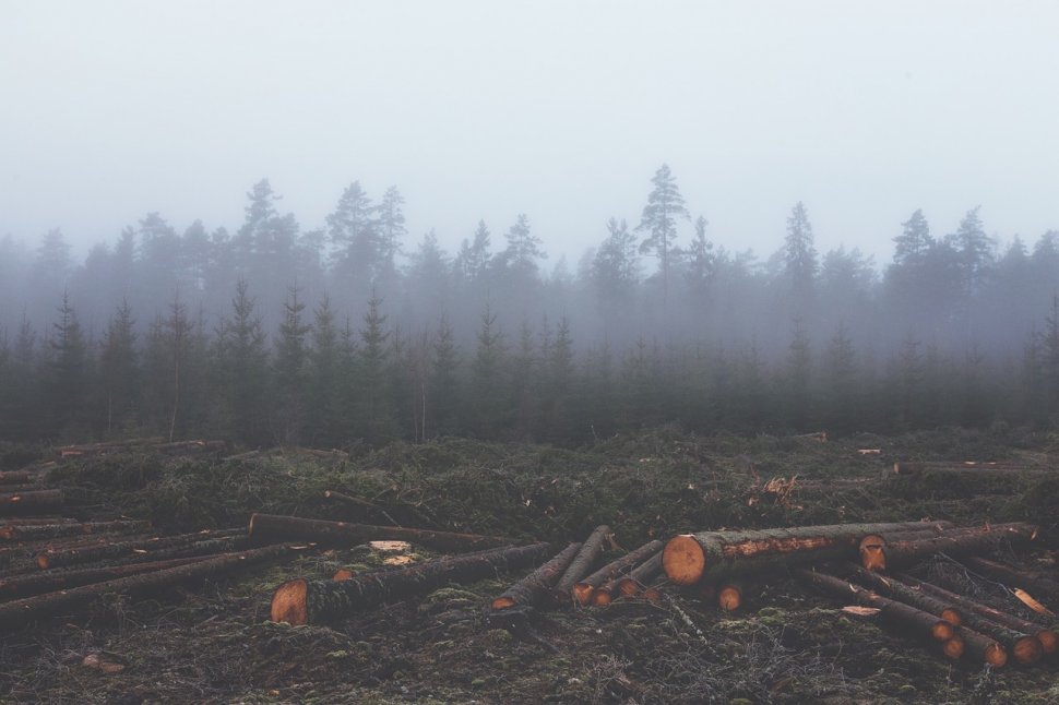 Reportaj BBC despre una dintre pădurile rare ale Europei, pe care România nu o protejează