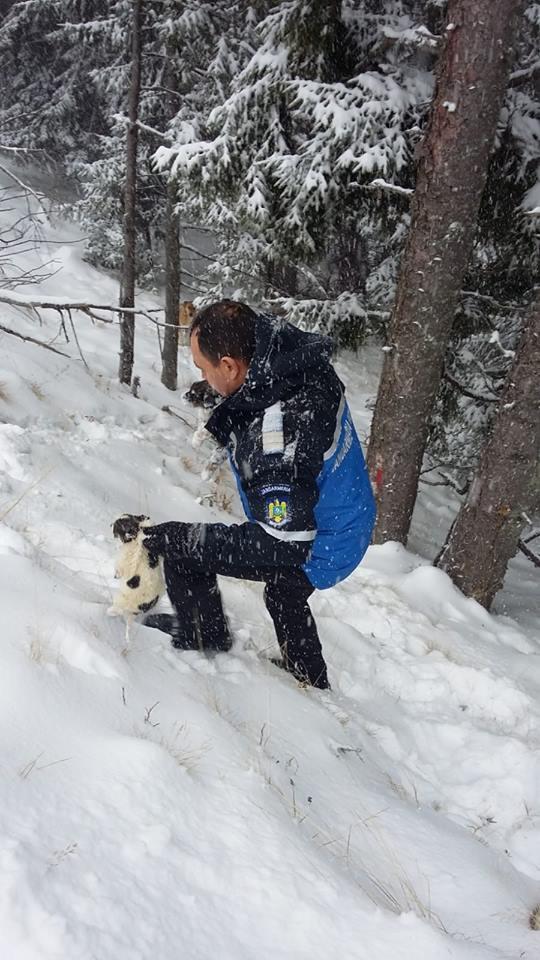 Jandarmii montani din Gorj au văzut o cățelușă agitată. Când s-au apropiat de ea, au găsit șase pui împrăștiați în zăpadă. Povestea lor a impresionat mii de oameni 567023