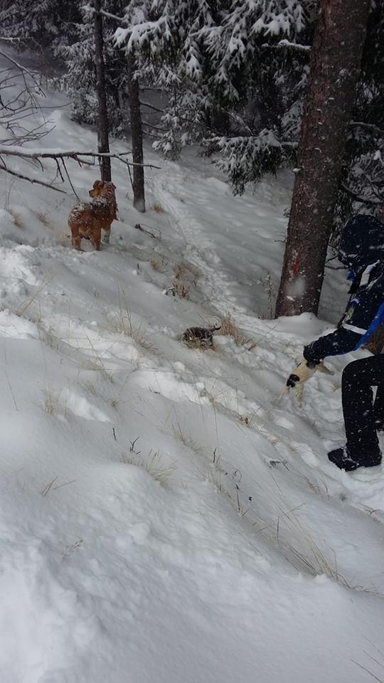 Jandarmii montani din Gorj au văzut o cățelușă agitată. Când s-au apropiat de ea, au găsit șase pui împrăștiați în zăpadă. Povestea lor a impresionat mii de oameni 567025