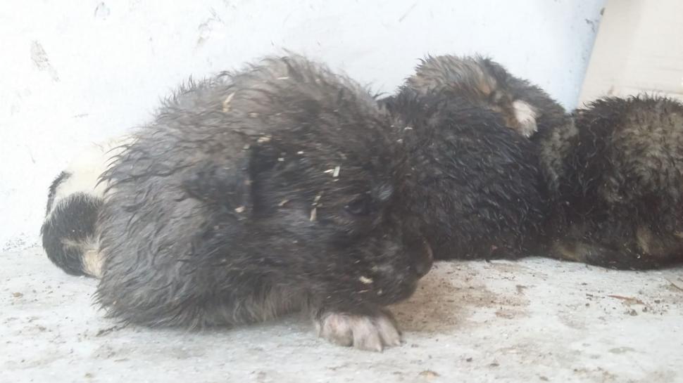 Jandarmii montani din Gorj au văzut o cățelușă agitată. Când s-au apropiat de ea, au găsit șase pui împrăștiați în zăpadă. Povestea lor a impresionat mii de oameni 567026