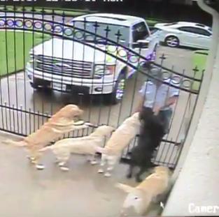 Poștașul venea în fiecare zi la poarta lor, fără să lase nicio scrisoare. Într-o zi, au decis să afle motivul, așa că s-au uitat pe camera de supraveghere. Au fost surprinși când au văzut ce făcea bărbatul (FOTO+VIDEO) 567569