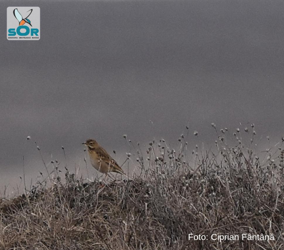 O specie de pasăre siberiană a fost descoperită în România. A fost văzută﻿﻿ în zona lacului Techirghiol 568757
