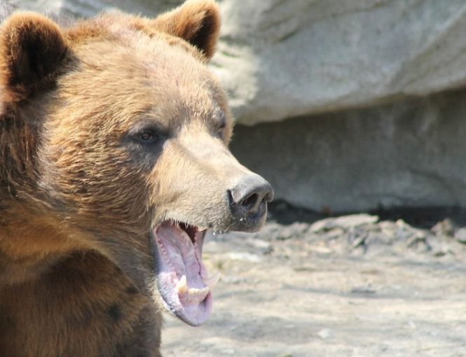 O femeie este în stare gravă după ce un urs i-a smuls braţul şi i l-a mâncat. S-a întâmplat la petrecerea de Crăciun