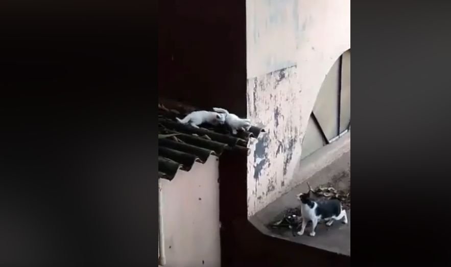 Bărbatul se uita pe geam când a văzut pe acoperișul din apropiere o pisică împreună cu puii ei. Ce a urmat întrece orice imaginație. A filmat totul (VIDEO)