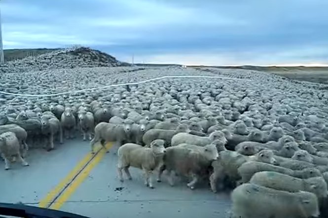Imagini incredibile pe un drum european din România. O turmă de oi, scăpată de sub control, la lins sarea de pe asfalt