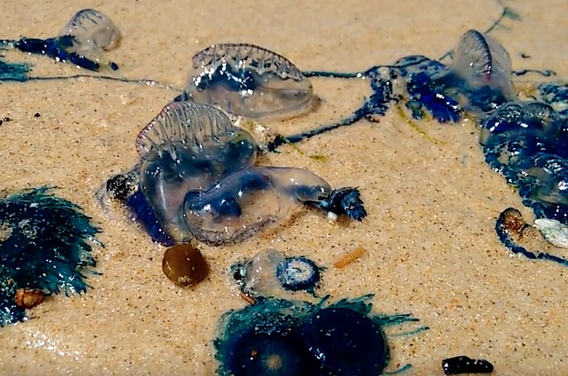 Invazie de meduze veninoase în Australia. Mii de oameni au fost înțepați