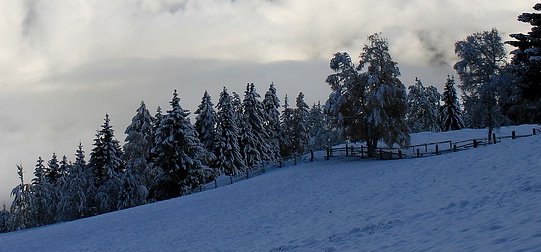 Atenție, turiști! Pe traseele montane există riscul prăbuşirii copacilor încărcaţi cu zăpadă