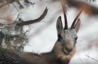 Imagini rare cu caprele negre din Parcul Național Piatra Craiului - VIDEO