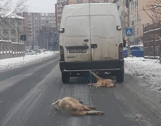 Imagini revoltătoare – porci morți, târâți pe stradă. Măsura luată de polițiști - VIDEO
