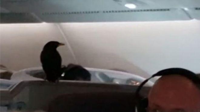  Stătea liniștit în avion în timpul zborului, când a simțit că ceva se mișcă deasupra capului. "Doamne, creatura era acolo și se mișca!" 572008