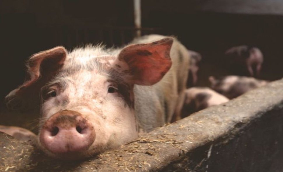 Suspiciuni de pestă porcină în județul Botoșani