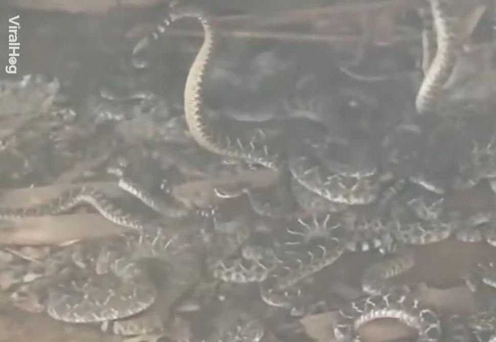 Auzea zgomote ciudate din grădină, de sub o construcție abandonată, așa că a decis să vadă despre ce e vorba. Când zidul a fost ridicat, toată lumea a încremenit. Erau cu sutele (FOTO+VIDEO) 573034