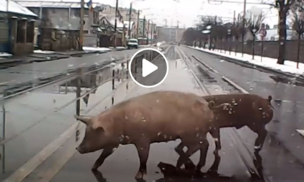 Imagini incredibile din România. Doi porci au fost filmaţi în timp ce traversează o stradă intens circulată - VIDEO