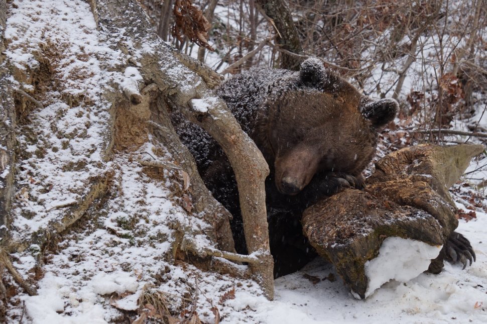 Se plimba printr-o pădure din Brașov, când a văzut un urs ieșind dintr-un bârlog. Când a realizat ce face animalul, a rămas șocat. A scos telefonul și a pozat totul