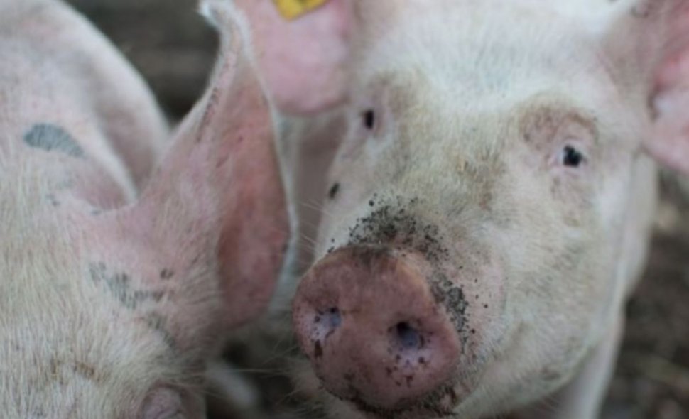Virusul pestei porcine africane pare de neoprit. A fost confirmat la porcii din gospodării din Timiş şi Arad
