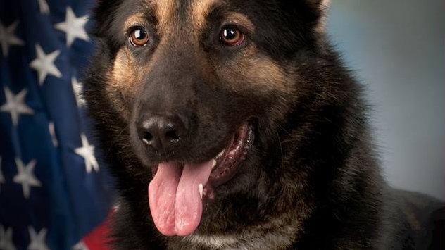 Un câine polițist erou, bolnav de cancer, a fost eutanasiat. 70 de polițiști s-au încolonat și l-au condus pe ultimul drum FOTO