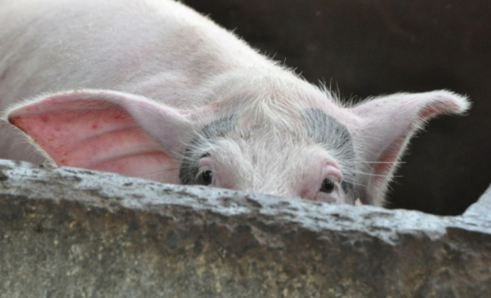 Alarmant! Pesta porcină africană a ajuns în 21 de județe