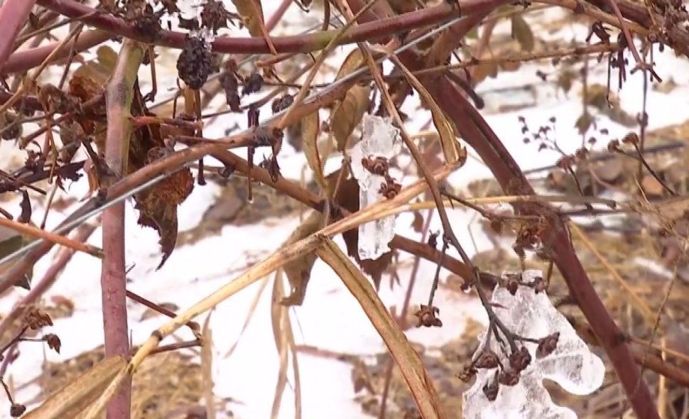 Agricool. Fermierii loviți de ploaia înghețată. Pierderi de aproximativ 15% 