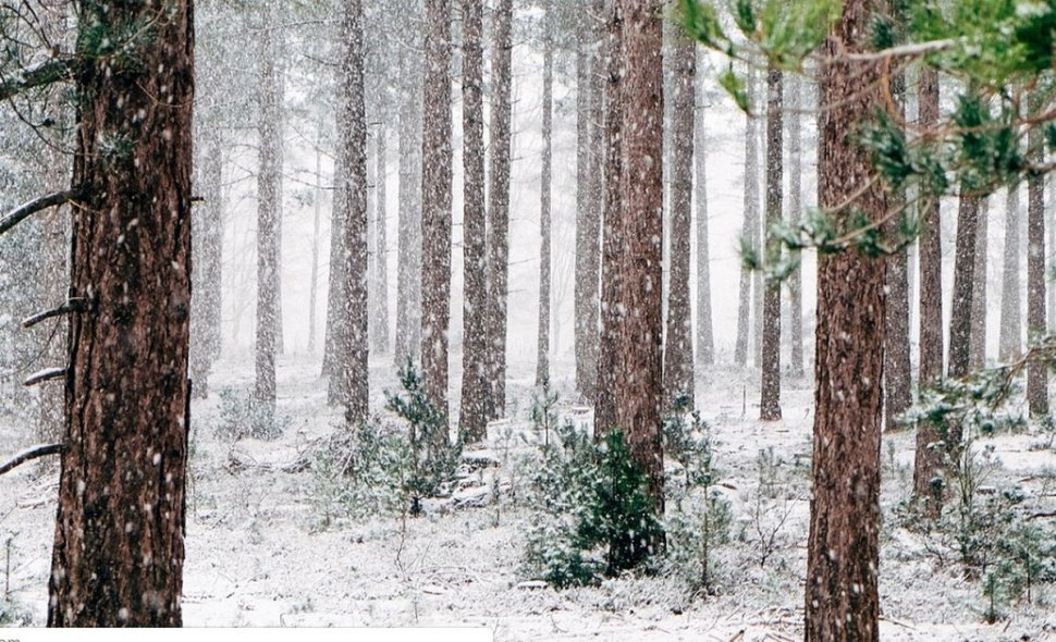 Un bărbat din Târgoviște, plecat de acasă de zece zile, a fost găsit mort, îngheţat într-o pădure