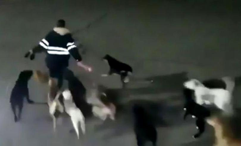 Tânără de 34 de ani, atacată și ucisă de o haită de câini. Imaginile sunt cumplite (VIDEO)