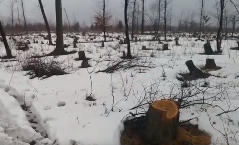 Imagini halucinante în Iași! O pădure a fost rasă de pe faţa pământului, sub ochii polițiștilor - VIDEO