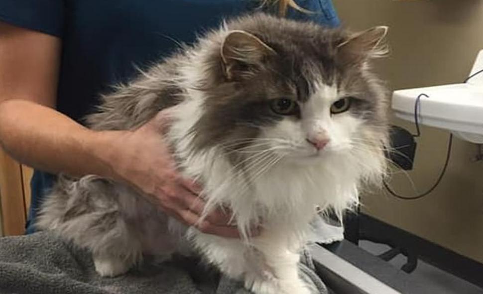 O pisică a fost găsită sub un munte de gheață. Veterinarii au rămas fără cuvinte când au văzut-o. „Temperatura ei era atât de scăzută, încât nu se înregistra pe termometru” 576469