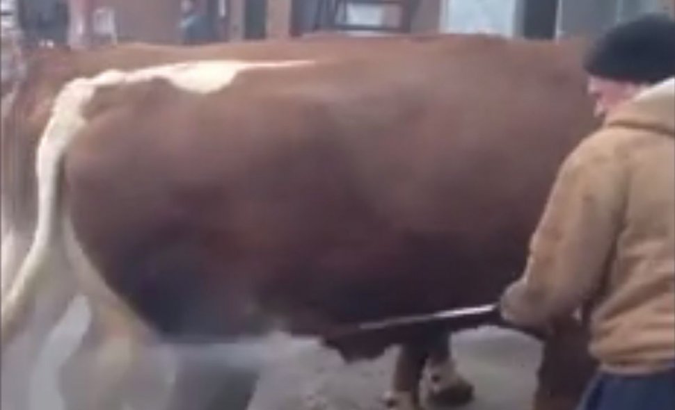 Un bărbat din Bacău și-a dus vacile la o spălătorie auto - VIDEO