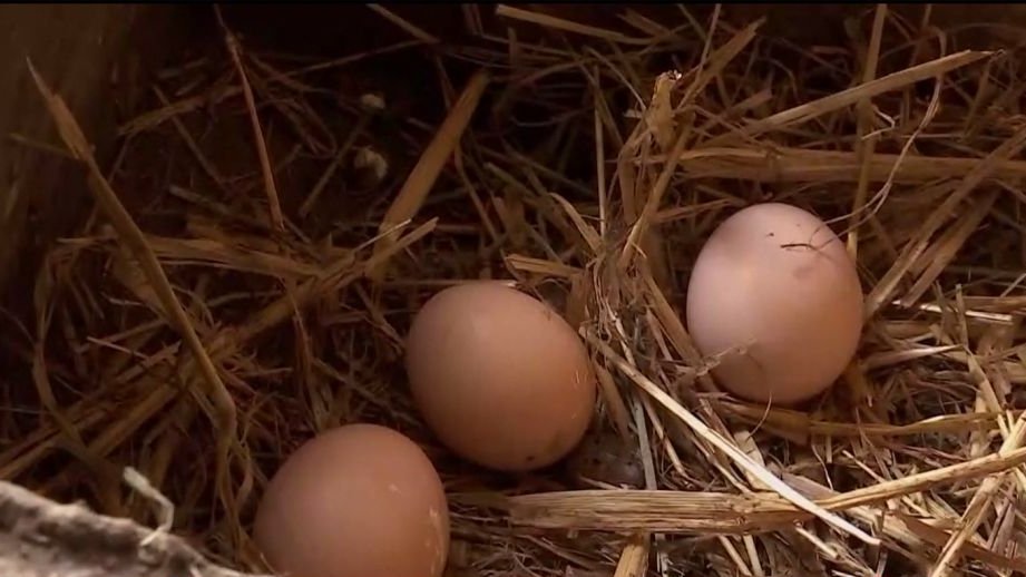 Ouă de la găini stresate, pericol pentru sănătate. Cum recunoaşteţi de la ce găini provin ouăle - VIDEO
