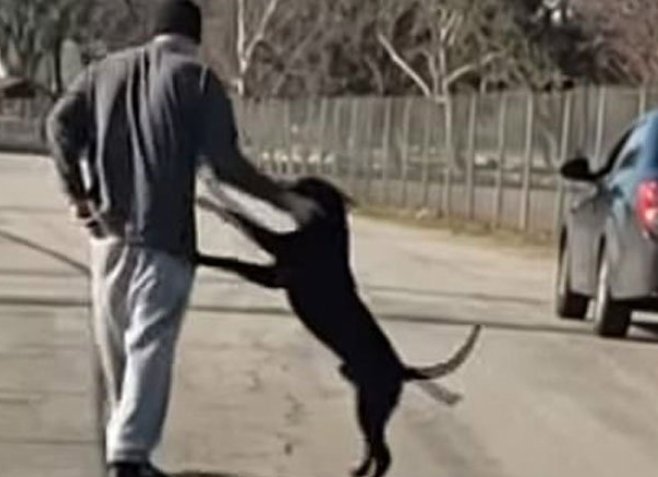 Se afla într-o mașină când a văzut un bărbat împreună cu un câine. Când a înțeles ce urmează să se întâmple, a scos telefonul și a înregistrat totul: „Este sfâșietor” (VIDEO)