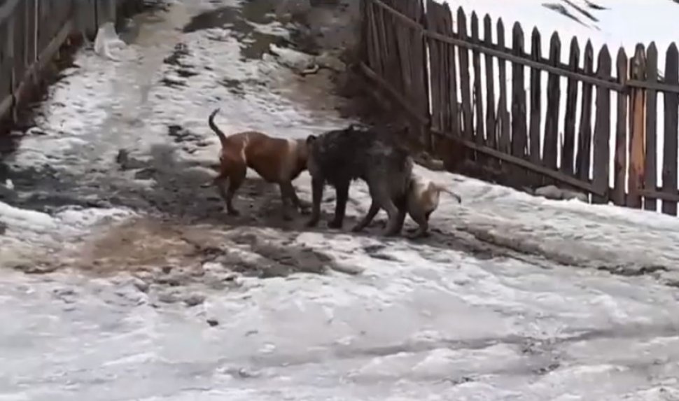 Gest revoltător în Suceava! Și-a pus dulăii să sfâșie un câine vagabond. Imagini șocante