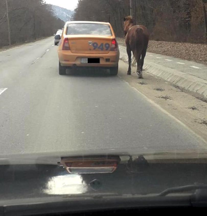 Se afla în trafic pe un drum din județul Sibiu, când a văzut ceva cu totul neașteptat. A luat telefonul și a făcut imediat o poză. „Ce fel de om trebuie să fii ca să faci asta?” (FOTO) 576294
