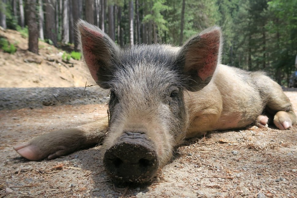 Cum s-a răzbunat un porc mistreț pe un vasluian. "Blestemul" care îl urmărește și azi
