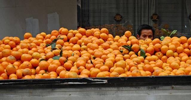 Oamenii descărcau un camion de portocale în Timișoara, când au văzut că după lăzi apare ceva. „Am crezut că nu vedem bine. Ieșeau rând pe rând” (FOTO) 577978
