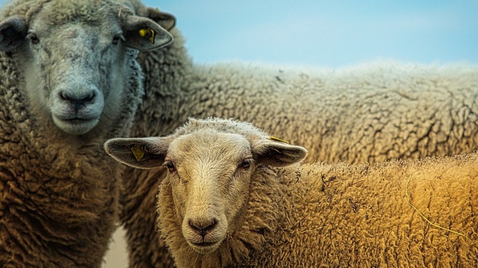 România reia exporturile de carne de oaie şi ovine în Iran. În şase luni vor fi exportate circa 800.000 capete