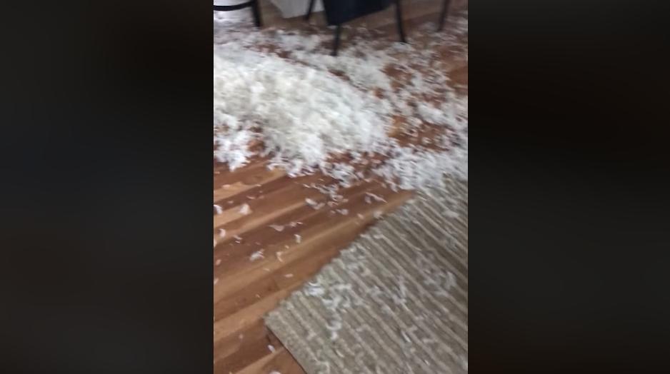 Auzea zgomote ciudate la parterul casei și a coborât să vadă ce se întâmplă. A crezut că nu vede bine. Erau peste tot (FOTO+VIDEO) 578984