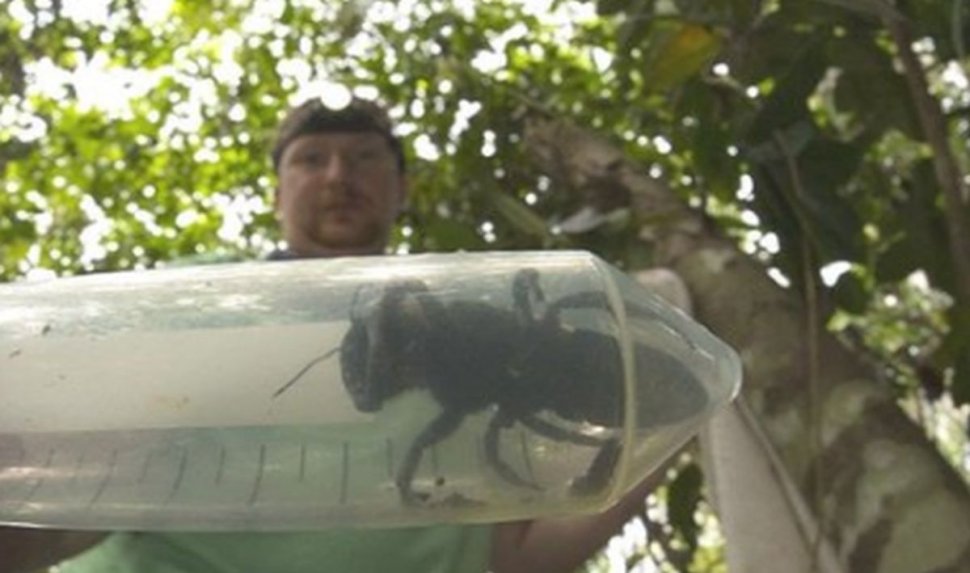 O echipă de cercetători a descoperit cea mai mare albină din lume. Ce dimensiuni are și unde trăiește insecta-gigant