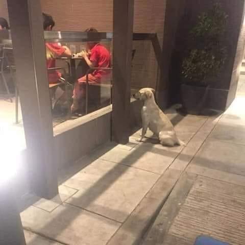 Oamenii se aflau în restaurant și mâncau. De afară, pe geam erau însă priviți cu duioșie și poftă. Imagine emoționantă din România (FOTO) 579225