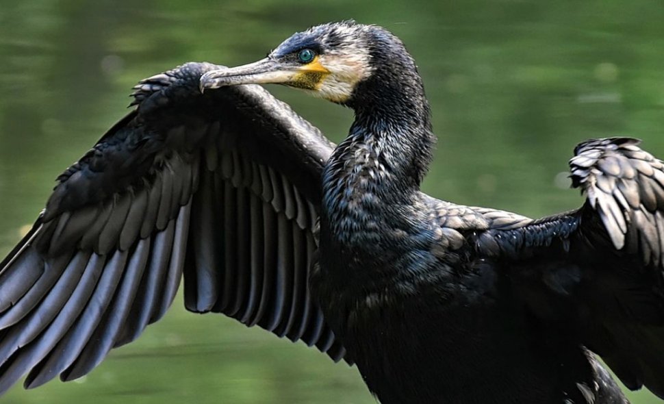 Legea vânătorii va fi modificată pentru a permite vânarea de cormorani