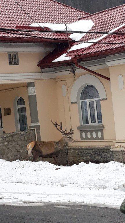Un cerb a ajuns în curtea Spitalului Azuga. Animalul a fost rănit de un urs și de mai mulți câini - FOTO 579462