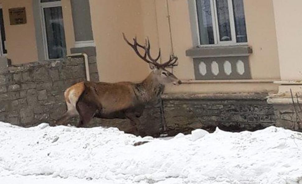 Un cerb a ajuns în curtea Spitalului Azuga. Animalul a fost rănit de un urs și de mai mulți câini - FOTO