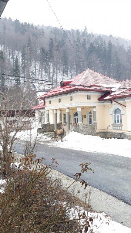 Un cerb a ajuns în curtea Spitalului Azuga. Animalul a fost rănit de un urs și de mai mulți câini - FOTO 579464