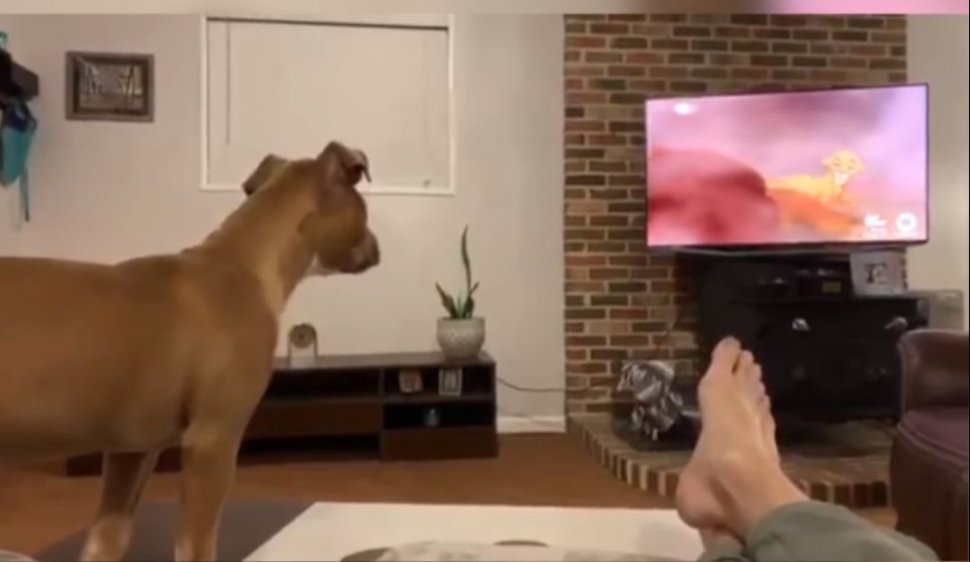 Câinele se uita cu atenție la o scenă emoționantă dintr-un desen animat. Ce a urmat a impresionat o lume întreagă. „Ți se frânge inima când te uiți” (VIDEO)